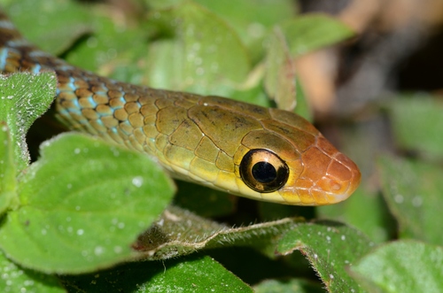 Striped Green Snake