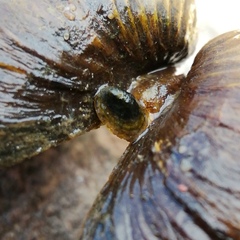 Ancylus fluviatilis