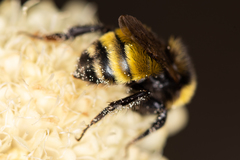 Bombus zonatus