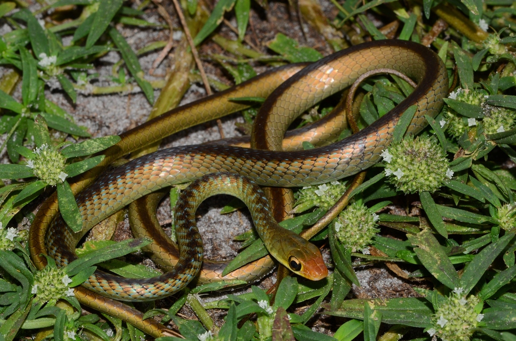 Striped Green Snake