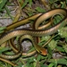 Striped Green Snake - Photo no rights reserved, uploaded by Marius Burger