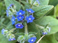 Pentaglottis sempervirens