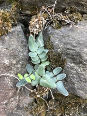 Pellaea atropurpurea