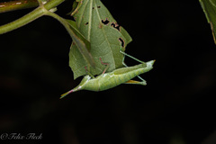 Sphenacris crassicornis