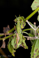 Sphenacris crassicornis