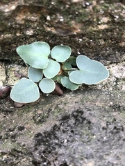 Pellaea atropurpurea