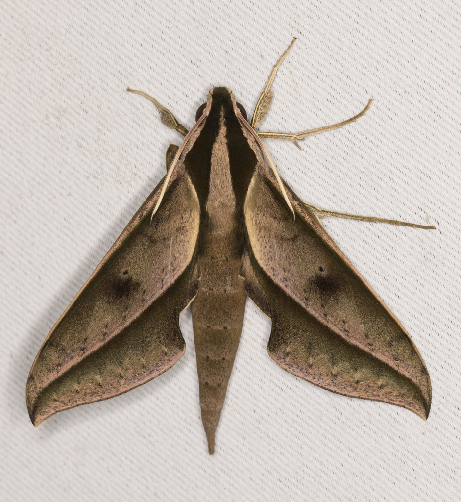 Xylophanes cyrene