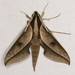 Xylophanes cyrene - Photo (c) Steven Easley, some rights reserved (CC BY-NC), uploaded by Steven Easley