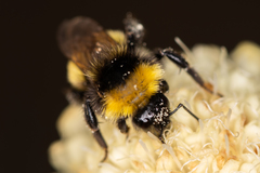 Bombus zonatus