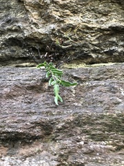 Pellaea atropurpurea