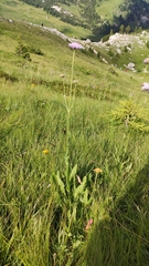 Knautia longifolia