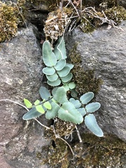 Pellaea atropurpurea