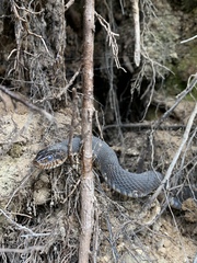 Nerodia fasciata