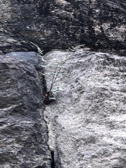 Pellaea atropurpurea