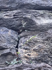 Pellaea atropurpurea