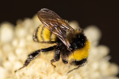 Bombus zonatus