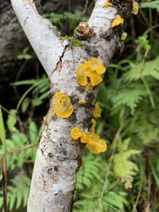 Tremella mesenterica image