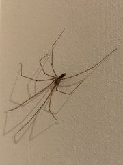 Pholcus phalangioides