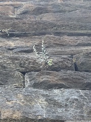 Pellaea atropurpurea