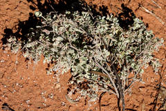 Chenopodium curvispicatum