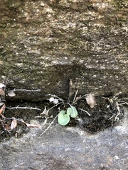 Pellaea atropurpurea