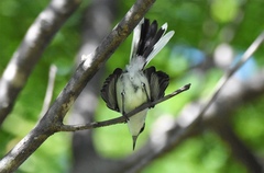 Polioptila albiloris