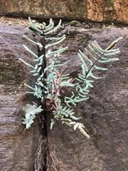 Pellaea atropurpurea