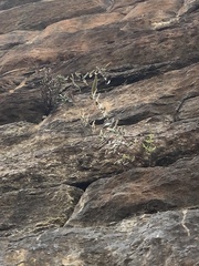 Pellaea atropurpurea