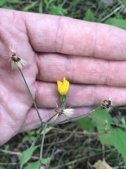 Hieracium maculatum