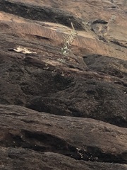 Pellaea atropurpurea