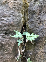 Pellaea atropurpurea