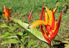 Heliconia hirsuta