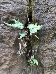 Pellaea atropurpurea