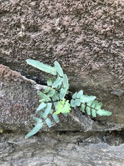 Pellaea atropurpurea