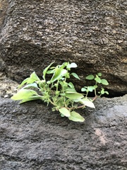 Parietaria pensylvanica