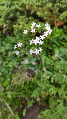 Valeriana montana