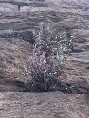 Pellaea atropurpurea