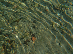 Ptychocheilus grandis