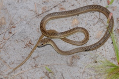 Psammophis mossambicus