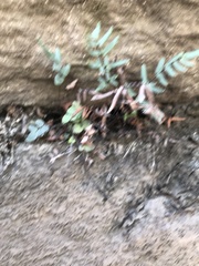 Pellaea atropurpurea