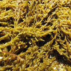 Sargassum muticum