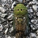 Superb Dog-day Cicada - Photo (c) George Afghan, some rights reserved (CC BY-NC), uploaded by George Afghan