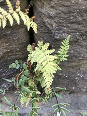 Woodsia obtusa