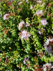 Agathosma lanceolata