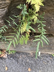 Pellaea atropurpurea