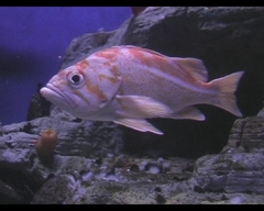 Sebastes pinniger