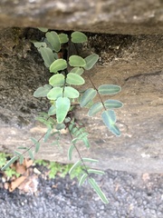 Pellaea atropurpurea