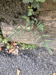 Pellaea atropurpurea