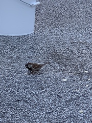 Passer domesticus