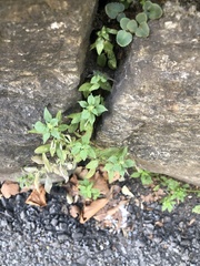 Parietaria pensylvanica